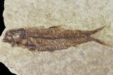 Fossil Fish (Knightia) With Floating Frame Case #181677-1